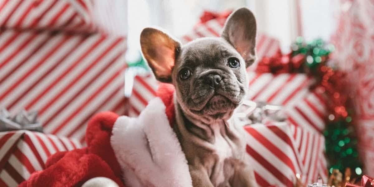 A small dog sits among holiday gifts and decor